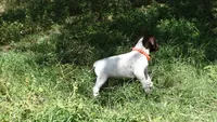 Orange Girl/Sparta, a female German Shorthaired Pointer for sale in Las Vegas, NV – 3 of 9