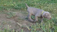PINKY BOY/ELENA, a male Weimaraner for sale in Las Vegas, NV – 10 of 10