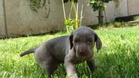 $500 SPECIAL DISCOUNT! ORANGE GIRL/Ivanka, a male Weimaraner for sale in Las Vegas, NV – 10 of 10