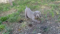 PINKY BOY/ELENA, a male Weimaraner for sale in Las Vegas, NV – 4 of 10