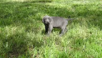 BLUE GIRL/Ivanka, a male Weimaraner for sale in Las Vegas, NV – 8 of 10
