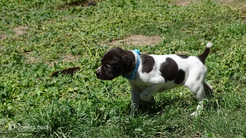 Blue Girl/Sparta – German Shorthaired Pointer puppy for sale in Las Vegas, NV