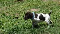Blue Girl/Sparta, a female German Shorthaired Pointer for sale in Las Vegas, NV – 1 of 10