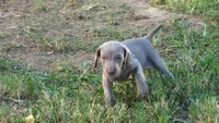 PINKY BOY/ELENA, a male Weimaraner for sale in Las Vegas, NV – 8 of 10