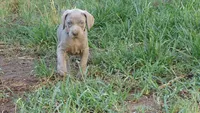 PURPLE BOY/ELENA, a male Weimaraner for sale in Las Vegas, NV – 7 of 9