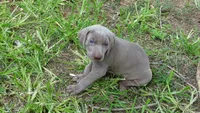 $500 SPECIAL DISCOUNT! GREEN BOY/IVANKA, a male Weimaraner for sale in Las Vegas, NV – 2 of 10