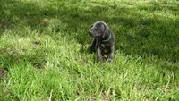 BLUE GIRL/Ivanka, a male Weimaraner for sale in Las Vegas, NV – 9 of 10