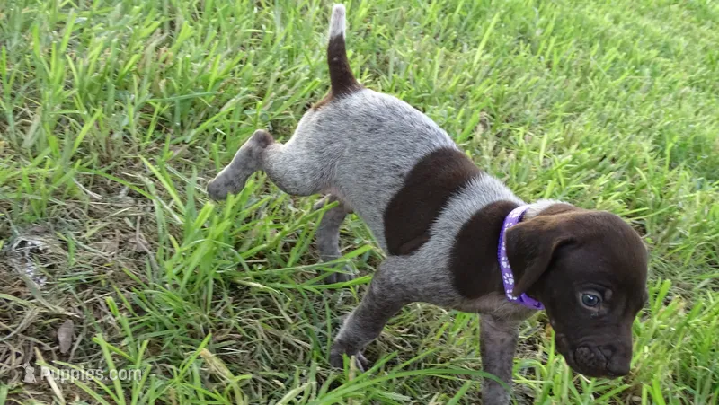 PURPLE BOY/DAKOTA.DOB:07/26/26 – German Shorthaired Pointer puppy for sale in Las Vegas, NV