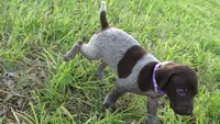 PURPLE BOY/DAKOTA.DOB:07/26/26, a male German Shorthaired Pointer for sale in Las Vegas, NV – 1 of 10