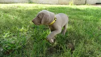 $500 SPECIAL DISCOUNT! YELLOW  BOY/Ivanka, a male Weimaraner for sale in Las Vegas, NV – 8 of 10