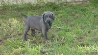 BLUE GIRL/Ivanka, a male Weimaraner for sale in Las Vegas, NV – 10 of 10