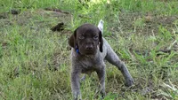 BLUE GIRL/DAKOTA.DOB:07/26/26, a male German Shorthaired Pointer for sale in Las Vegas, NV – 8 of 10