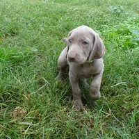 GREEN GIRL/LUNA, a female German Shorthaired Pointer for sale in Las Vegas, NV – Photo 8 of 10