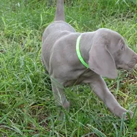 GREEN GIRL/LUNA, a female German Shorthaired Pointer for sale in Las Vegas, NV – Photo 5 of 10