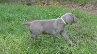 GREEN GIRL/LUNA, a female German Shorthaired Pointer for sale in Las Vegas, NV – Photo 6 of 10