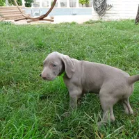 GREEN GIRL/LUNA, a female German Shorthaired Pointer for sale in Las Vegas, NV – Photo 9 of 10