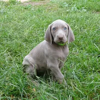 GREEN GIRL/LUNA, a female German Shorthaired Pointer for sale in Las Vegas, NV – Photo 7 of 10