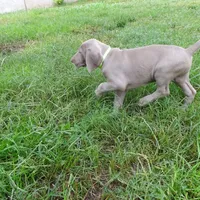 GREEN GIRL/LUNA, a female German Shorthaired Pointer for sale in Las Vegas, NV – Photo 2 of 10