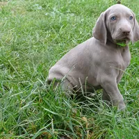 GREEN GIRL/LUNA, a female German Shorthaired Pointer for sale in Las Vegas, NV – Photo 1 of 10