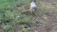 GREEN BOY/ELENA, a male Weimaraner for sale in Las Vegas, NV – 4 of 8