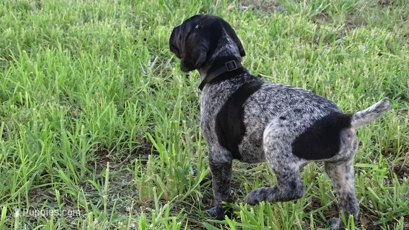 Black Boy/Dakota – German Shorthaired Pointer puppy for sale in Las Vegas, NV