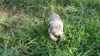 BLUE BOY/ELENA, a male Weimaraner for sale in Las Vegas, NV – 3 of 9