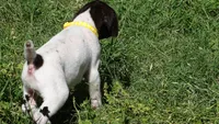 Yellow Girl/Sparta, a female German Shorthaired Pointer for sale in Las Vegas, NV – 5 of 10