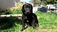 Pinky Girl/Cleopatra, a female German Shorthaired Pointer and Weimaraner for sale in Las Vegas, NV – 9 of 9