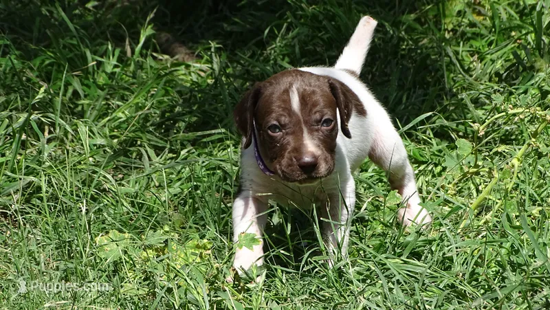 Purple Boy/Sparta – German Shorthaired Pointer puppy for sale in Las Vegas, NV