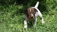 Purple Boy/Sparta, a male German Shorthaired Pointer for sale in Las Vegas, NV – 1 of 10