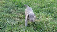 PINKY BOY/ELENA, a male Weimaraner for sale in Las Vegas, NV – 9 of 10