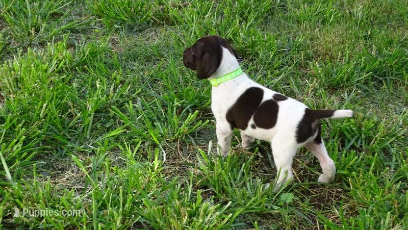 GREEN BOY/DAKOTA,DOB:07/26/26 – German Shorthaired Pointer puppy for sale in Las Vegas, NV