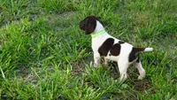 GREEN BOY/DAKOTA,DOB:07/26/26, a male German Shorthaired Pointer for sale in Las Vegas, NV – 1 of 10