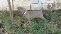 BLUE BOY/ELENA, a male Weimaraner for sale in Las Vegas, NV – 4 of 9