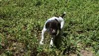 Blue Girl/Sparta, a female German Shorthaired Pointer for sale in Las Vegas, NV – 10 of 10