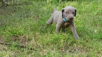 $500 SPECIAL DISCOUNT! GREEN BOY/IVANKA, a male Weimaraner for sale in Las Vegas, NV – 8 of 10