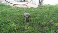 BLUE BOY/Ivanka, a female Weimaraner for sale in Las Vegas, NV – 10 of 10