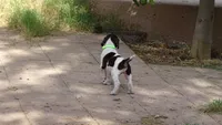 GREEN BOY/DAKOTA,DOB:07/26/26, a male German Shorthaired Pointer for sale in Las Vegas, NV – 3 of 10