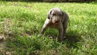 $500 SPECIAL DISCOUNT! ORANGE GIRL/Ivanka, a male Weimaraner for sale in Las Vegas, NV – 9 of 10