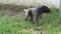 BLUE GIRL/DAKOTA.DOB:07/26/26, a male German Shorthaired Pointer for sale in Las Vegas, NV – 10 of 10