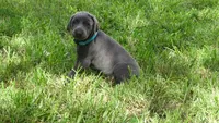 BLUE GIRL/Ivanka, a male Weimaraner for sale in Las Vegas, NV – 3 of 10
