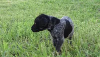Black Boy/Dakota, a male German Shorthaired Pointer for sale in Las Vegas, NV – 9 of 10