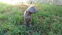 PURPLE BOY/ELENA, a male Weimaraner for sale in Las Vegas, NV – 9 of 9