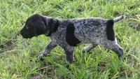 Black Boy/Dakota, a male German Shorthaired Pointer for sale in Las Vegas, NV – 6 of 10