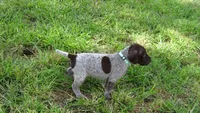 BLUE BOY/DAKOTA,DOB:07/26/26, a male German Shorthaired Pointer for sale in Las Vegas, NV – 6 of 10