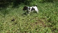 Blue Girl/Sparta, a female German Shorthaired Pointer for sale in Las Vegas, NV – 5 of 10