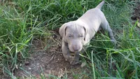 PINKY BOY/ELENA, a male Weimaraner for sale in Las Vegas, NV – 5 of 10