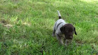 BLUE BOY/DAKOTA,DOB:07/26/26, a male German Shorthaired Pointer for sale in Las Vegas, NV – 5 of 10