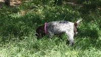 Pinky Girl/Sparta, a female German Shorthaired Pointer for sale in Las Vegas, NV – 2 of 10