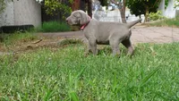 PINKY GIRL/IVANKA, a female Weimaraner for sale in Las Vegas, NV – 4 of 10